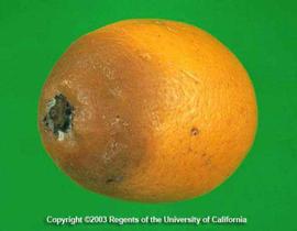            Soft brown decay at the stem end of a Meyer lemon fruit.   