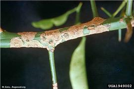            Stem canker caused by  Xanthomonas campestris  pv.  citri  on    Citrus natsudaidai .   