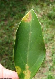            Symptoms on leaf.   