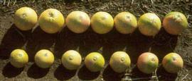            Fruit in top row is from an uninfected tree, fruit in bottom row from a tree showing stem pitting. Star Ruby trees on rough lemon rootstock. Courtesy EcoPort (  http://www.ecoport.org ) 
