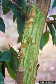            Xanthomonas campestris  pv.  citri  on stem of  Citrus    sp.; outer layer of bark removed to show brown lesions.   