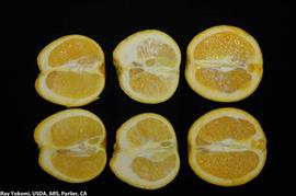            T1 Navel fruit; far right uninfected; others infected with   CSD.   