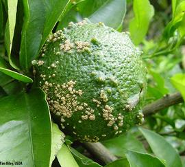            Pustules on fruit.   