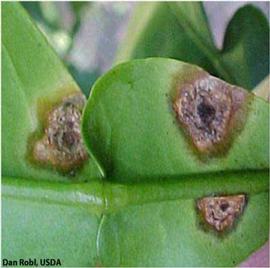            Leaf lesions on grapefruit, bottom view.   