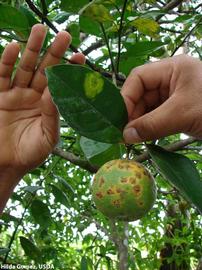            Symptoms on leaf and fruit.   