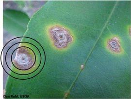            Leaf lesions on grapefruit, chlorotic halo.   
