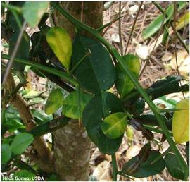            Leaf symptom - on  Citrus hystrix  (Kaffir lime).   