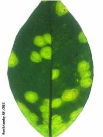            Older fully expanded leaf with fully developed lesions.   