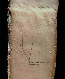            Honeycomb pattern of stem pitting symptomatic of tristeza   