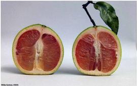            Lopsided fruit showing seed abortion and stain of the vascular   columella.   