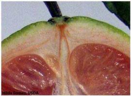            Close-up of the stained vascular columella of a lopsided   fruit.   