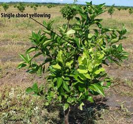            Symptoms on tree shoot.   