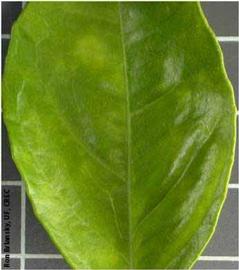            Young leaf with what appears to be developing lesions.   