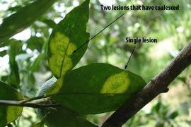           Leaf symptoms.   