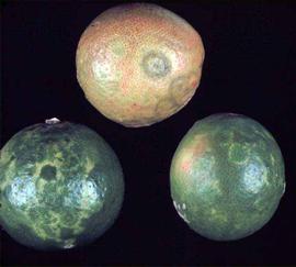            Ring-shaped chlorotic patterns on psorosis-infected fruit.   