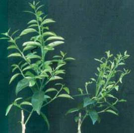            Tree symptom on Fremont mandarin on sour orange rootstock 10 weeks after   inoculation.  Control is on the left.  Courtesy EcoPort ( http://www.ecoport.org ), Kersting U.        