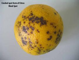            Cracked spot form of citrus black spot on fruit.   