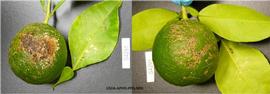            Lesions on fruit of  Citrus limon .   