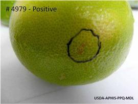            Lesions on fruit of  Citrus paradisi .   