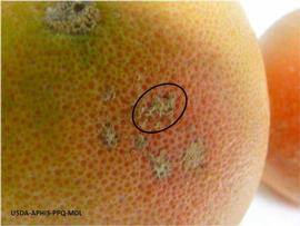            Lesions on fruit of  Citrus paradisi .   