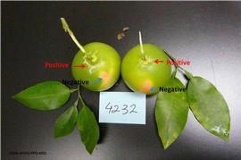            Lesions on fruit of  Citrus paradisi , positive and   negative.   