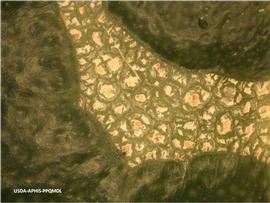            Close-up of lesion on fruit of  Citrus sinensis .   