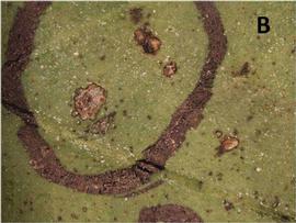            Lesions on leaf of  Citrus sinensis .   