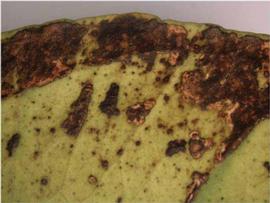            Close-up of lesions on leaf.   