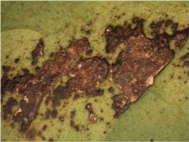           Close-up of lesions on leaf.   
