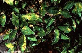            Leaf symptoms of greasy spot.   