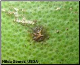            Symptom on green fruit that can become hard spots later in the   season.   