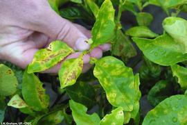           Leaf lesions on Red grapefruit cultivar.   