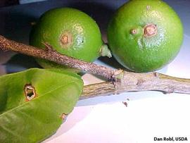            Lime anthracnose symptoms.  Shoot die-back and lesions on key   lime leaf and fruit.   