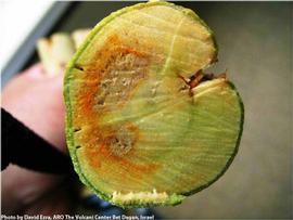            Mal secco symptoms on a  Citrus medica  branch.   