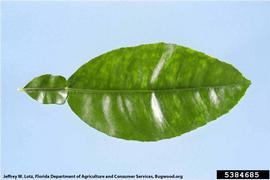            Psorosis symptoms on leaf.   
