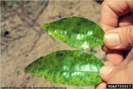            Leaf symptoms - naturally spread psorosis on foliage (Citrus   ringspot).    