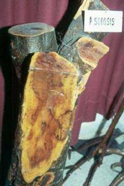            A specimen of wood staining (branch) symptomatic of psorosis-A observed at   Bella Vista, Argentina.  Courtesy EcoPort ( http://www.ecoport.org ), Roistacher   CN   