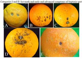            Ice-mark and early and advanced symptoms of septoria spot on fruit.    Photos by Jim Adaskaveg, UCR.   