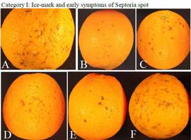            Ice-mark and early symptoms of septoria spot on fruit.  Photos by Jim   Adaskaveg, UCR.   