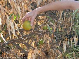            Quick Decline on fruit.   