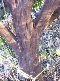            Stem Pitting on trunk.   