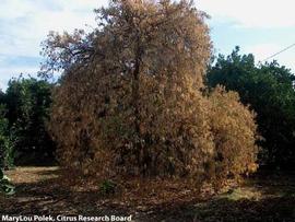            Tree symptom - severe quick decline.   