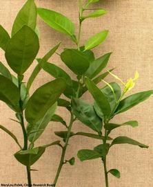            Leaf symptoms - Seedling Yellows.   