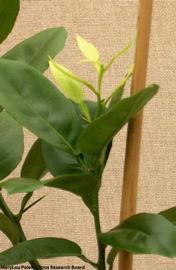            Leaf symptoms - Seedling Yellows.   