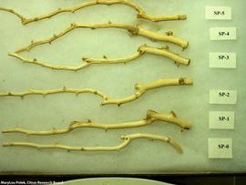            Branch symptoms - lime branches showing pitting.   