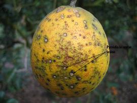            Pycnidia in center of lesions on fruit.   