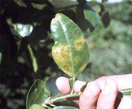            Psorosis lesions on leaf.   