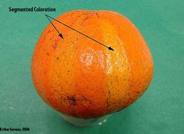  Segmented coloration on fruit as a result of mutation. 