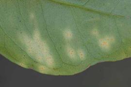           Close-up of lesions on underside of leaf.   