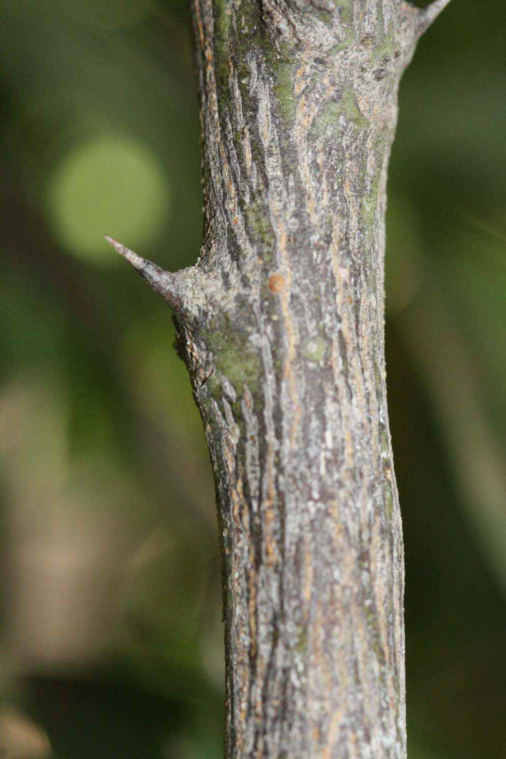              Second - third year twig (Riverside, CA)       